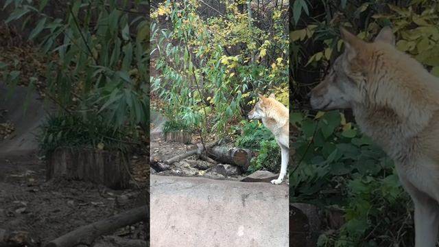 Класс 6 ''Г'' на уроке ''Животные континентов'' в зоопарке смотреть онлайн