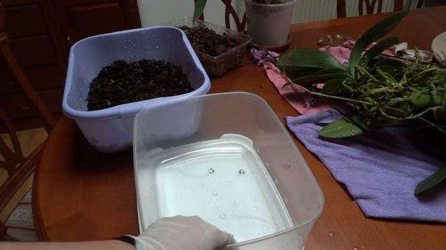 ? Композиция из орхидеи фаленопсис миди смотреть онлайн