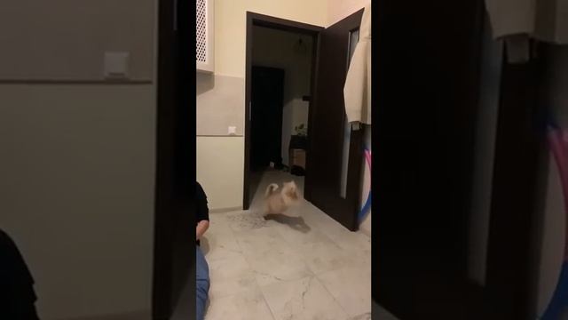 Кот-летяга смотреть онлайн