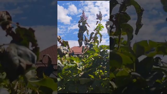 Сирень зацвела в Шымкенте смотреть онлайн