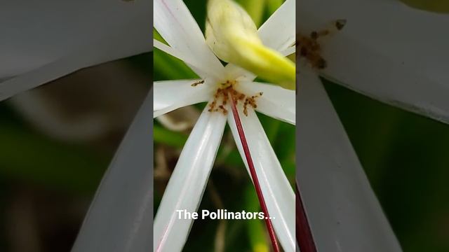 The Pollinators... #redants #pollinators #macrovideo #macroshow #nature #wildlife #photography смотреть онлайн