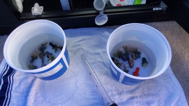 Adding 20 New Corals From FishofHex to the 200 Gallon Innovative Marine Reef Tank смотреть онлайн