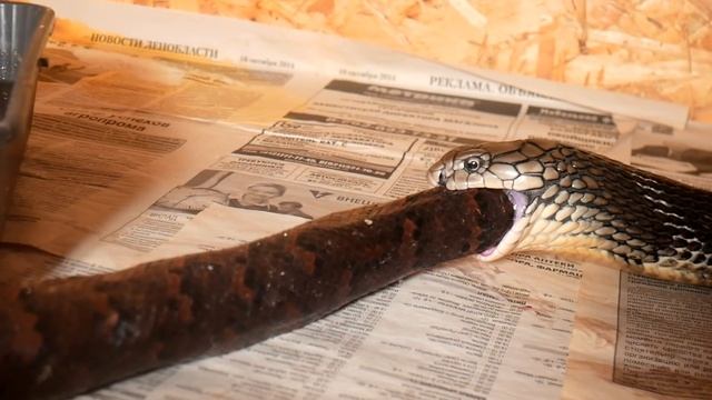 ОБМАНУЛ КОРОЛЕВСКУЮ КОБРУ (18+). ЛАЙФХАК, который упростит вашу жизнь! смотреть онлайн
