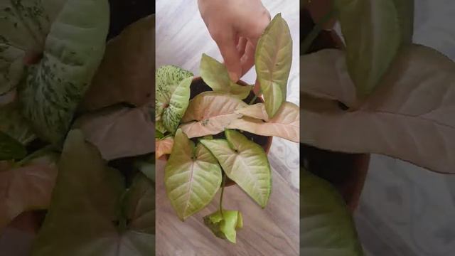 сингониум флескед смотреть онлайн