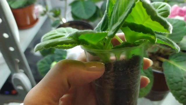 НУЖНО ЛИ ПРИЩИПЫВАТЬ ГЛОКСИНИИ. смотреть онлайн