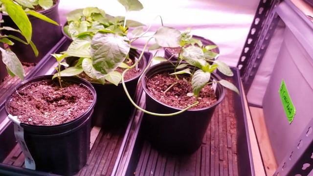 Fourth of July and The Plants That Are Still In The Basement! | 2021 #48 смотреть онлайн