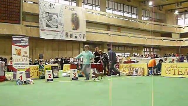 ксолоитцкуинтли