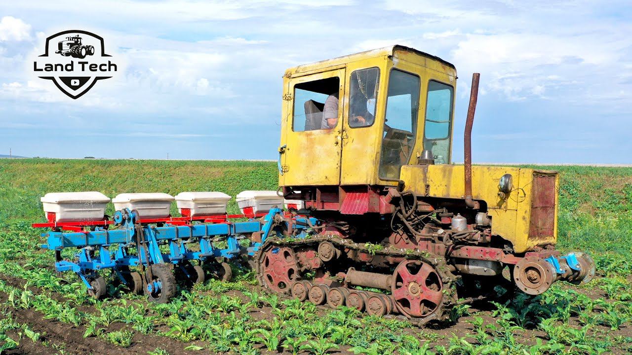Старый гусеничный трактор Т-70С - междурядная обработка как в советское время! смотреть онлайн