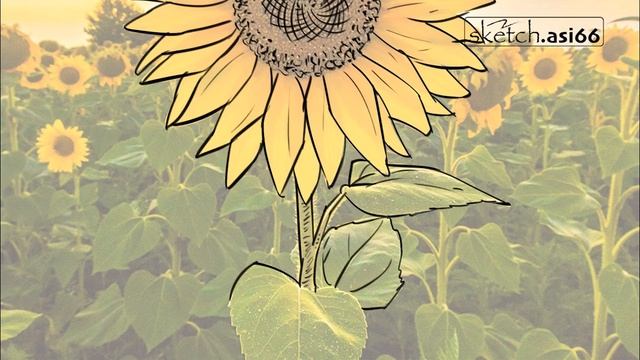 How to sketch / Trace a Photo - Sketching and Coloring Sunflower смотреть онлайн