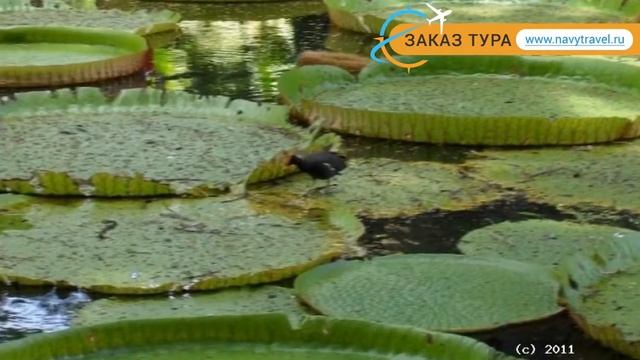 TAMASSA 4* Маврикий отзывы – отель ТАМАССА 4* Маврикий отзывы видео смотреть онлайн