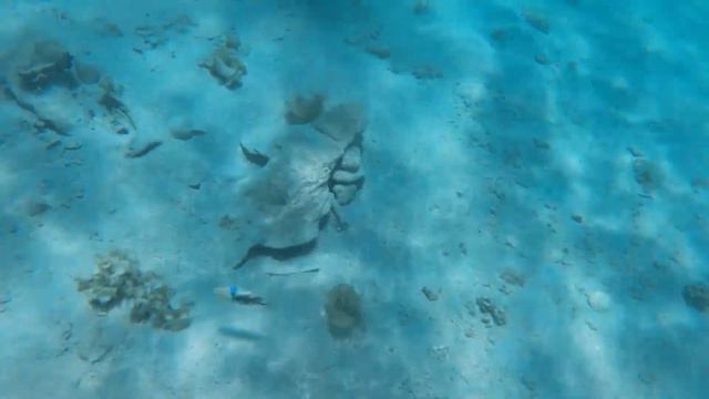 Noumea Travel with TS / Îlot Maître / New Caledonia смотреть онлайн