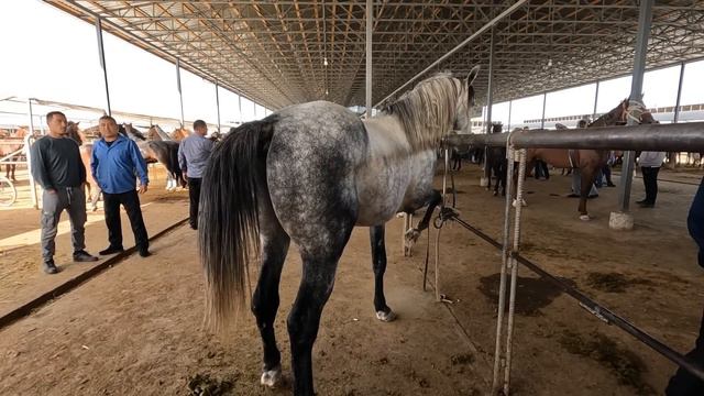 От бозор 2022! Шуро от бозори Тошкент вилоятида! Жылкы базар