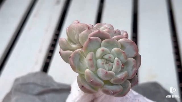 Echeveria Viyant