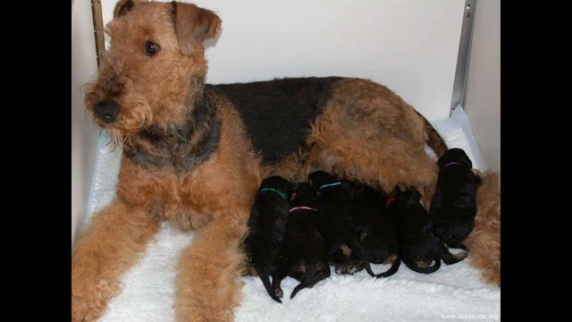 Эрдельтерьер