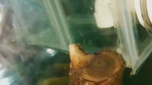 Переливная Колонка и Проходная Муфта Для Сампа в моём аквариуме Своими Руками (продолжение уборки)