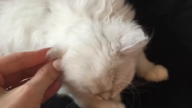 Shopping and Hauls: Lush, Express, Bloomingdales! смотреть онлайн