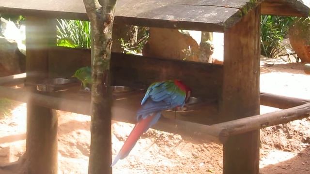 Бразилия 2017 Попугай, клюв в действии | prianikov.ru смотреть онлайн