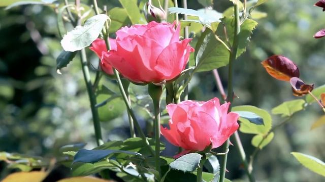 Грусть уходящего лета смотреть онлайн