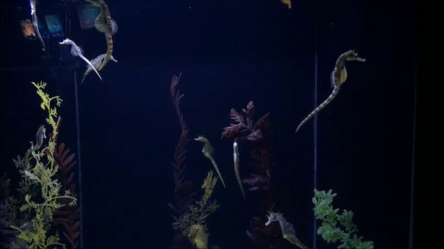 When in Shanghai: The Shanghai Ocean Aquarium смотреть онлайн