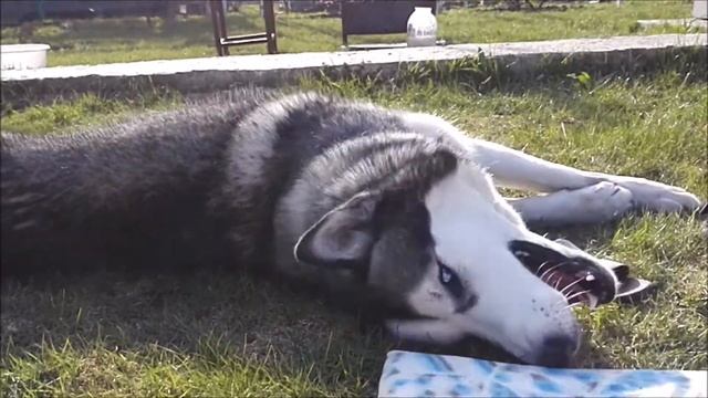 ✌️?#Хаски Дачный сезон открыт ? ?#Husky The holiday season is open смотреть онлайн