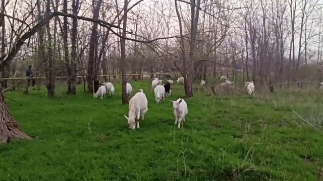 ❤️ Пасём коз и козлят сегодня второй раз. Продаются козочки и козлики на племя. Растим под козой смотреть онлайн