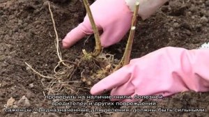 Когда пересаживать флоксы на другое место лучше