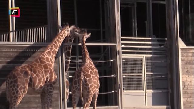 Giraffer ude i anlægget oktober 2020 смотреть онлайн