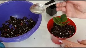 КЛУЗИЯ. ПЕРЕСАДКА И УХОД