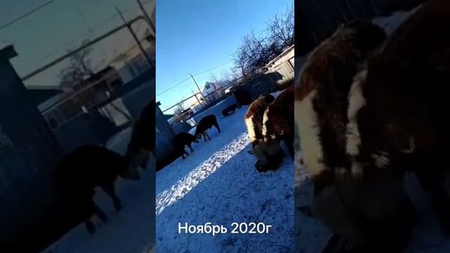Первые герефорды🐂#Татарстан смотреть онлайн