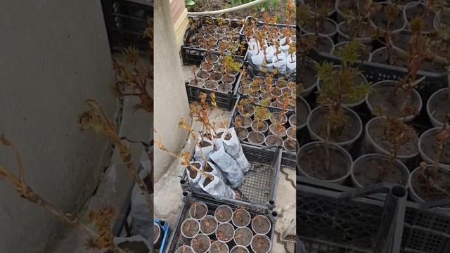 Сіянці деревовидних піонів весною. Півонії смотреть онлайн