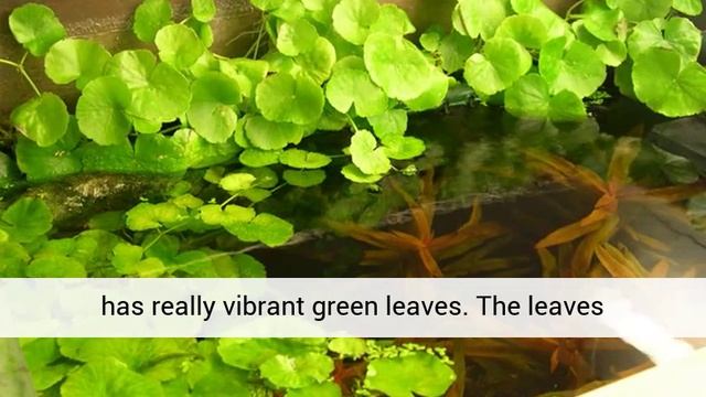 Hydrocotyle Leucocephala - Brazilian Pennywort Live Pond Plant