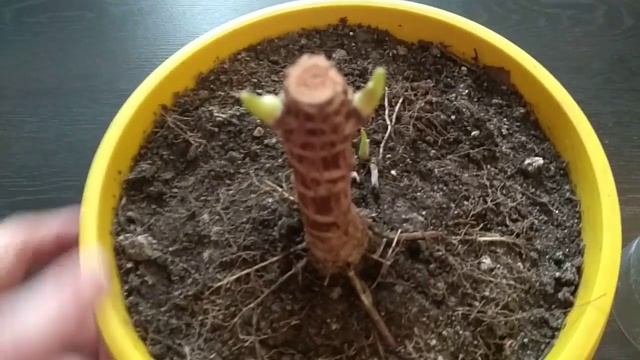 Кордилина дала побеги зимой! Часть 3 смотреть онлайн