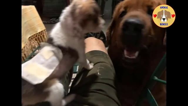 Fainted puppy covered thousand fleas crying for help beside the road, her heart out of her body! смотреть онлайн