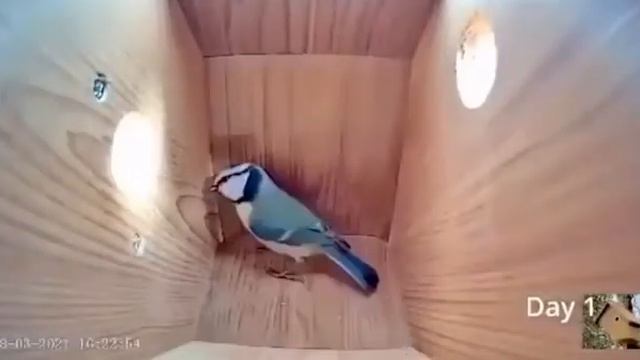 Синичник. смотреть онлайн