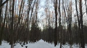 Про кору осины.mp4