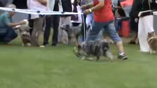 Debrecen CACIB 2010.08.28. ch szuka смотреть онлайн
