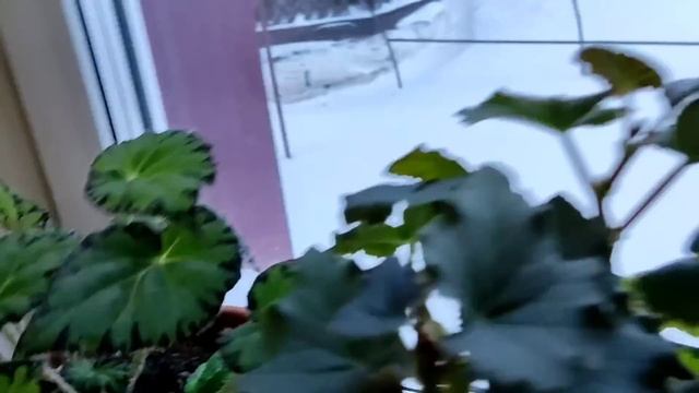 Теперь порядок //Обзор цветов - чем поливаю//в погреб - банками неудивишь?// смотреть онлайн