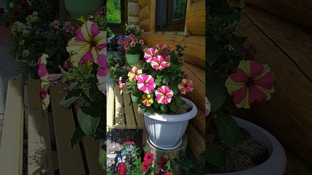 Петуния Экзотик Тулуз. смотреть онлайн