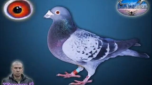 Голубятня Жученко Анатолия. Часть 1.