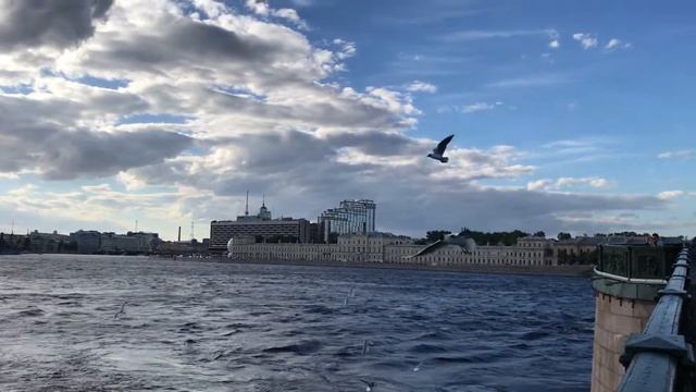 Чайки - кормление диких животных городских условиях смотреть онлайн