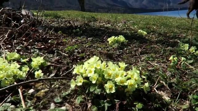 Slovenia Lake Bohinj \ Словения озеро Бохинь в апреле смотреть онлайн