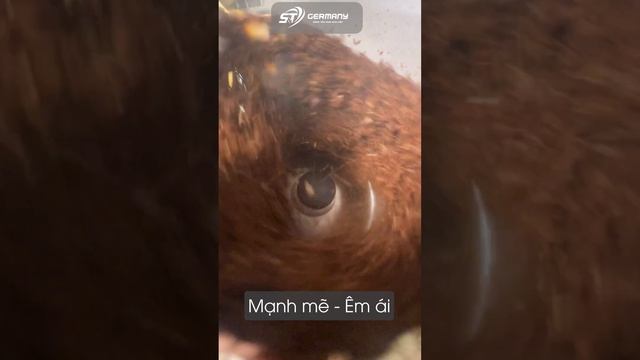 Xay nhuyễn mịn cà phê cùng máy xay hạt BOSCH TSM6A017C & TSM6A014R | Germany S&T смотреть онлайн