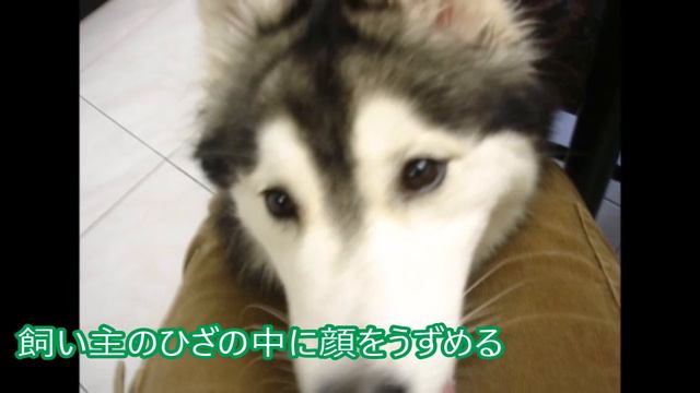 【感動】猫に育てられたハスキー犬の猫化の姿が可愛すぎる！ смотреть онлайн