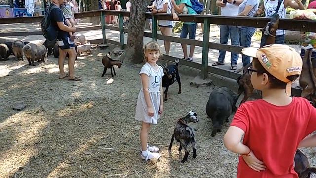 КОНТАКТНЫЙ ЗООПАРК смотреть онлайн