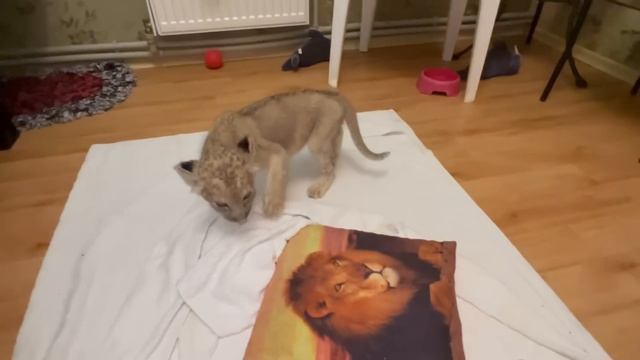 Маленькая львичка СТАЛА МАМОЙ для маленького ягуарчика! смотреть онлайн