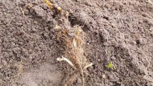 ДРЕВОВИДНАЯ ГОРТЕНЗИЯ ANNABELLE STRONG.  ВЫРАЩИВАНИЕ, РАЗМНОЖЕНИЕ.