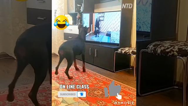 Online class for doberman 😆😆😆 смотреть онлайн