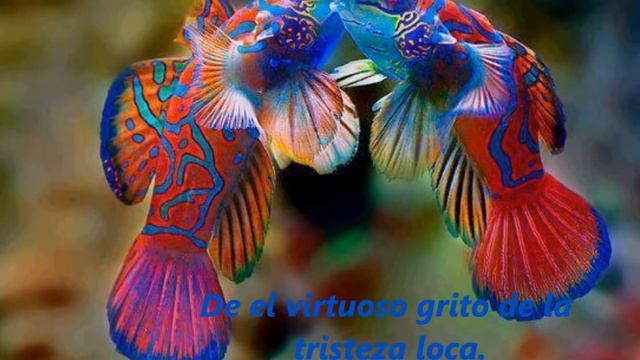 ALEGRÍA CIRQUE DU SOLEIL. Traducida Al Español.