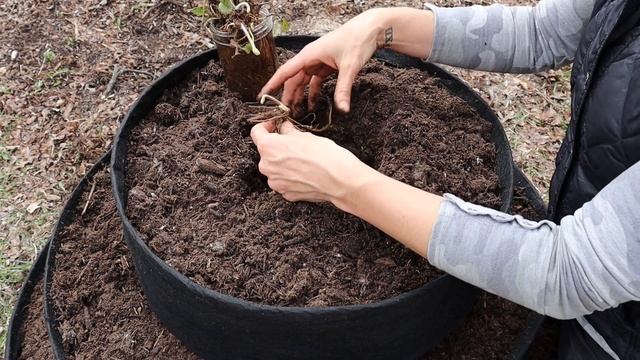 How to Plant and Care for Container Strawberries ??? смотреть онлайн