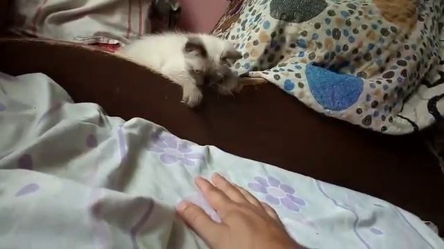 Rare breed mekong bobtail siamese in hyderabad смотреть онлайн